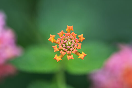 马樱丹鲜花微距特写