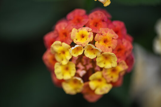 马樱丹鲜花微距特写