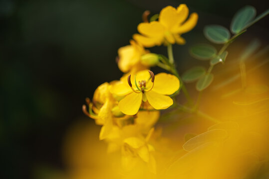 黄秋英鲜花微距特写