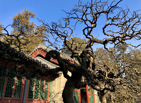 北京颐和园奇树