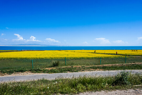 青海湖油菜花