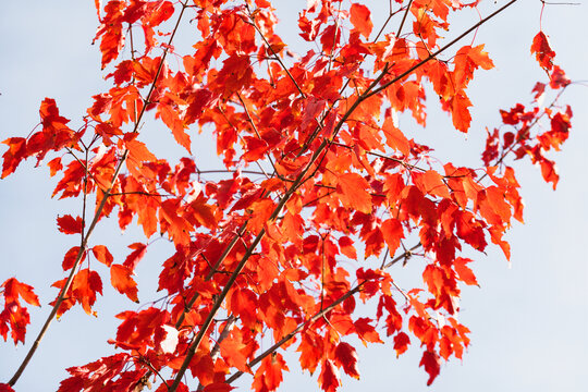 秋天枫树红叶
