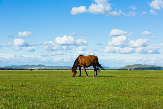 蓝天白云夏季草原一匹马