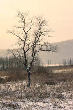 冬季傍晚田野黑桦树