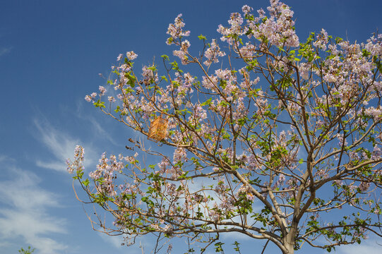 泡桐花开