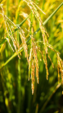 稻田水稻丰收