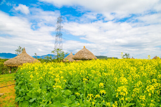 茅草屋油菜地