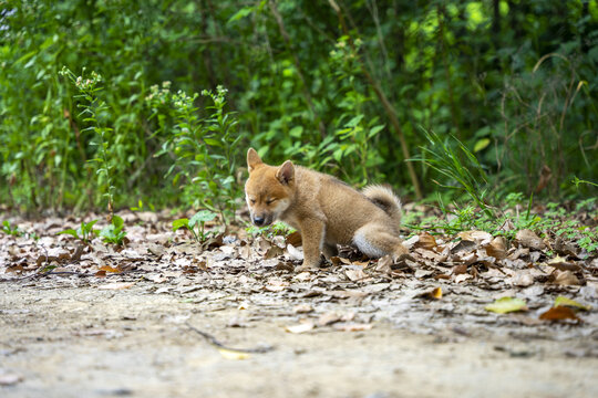 柴犬幼犬