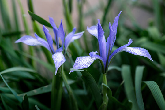 马兰花