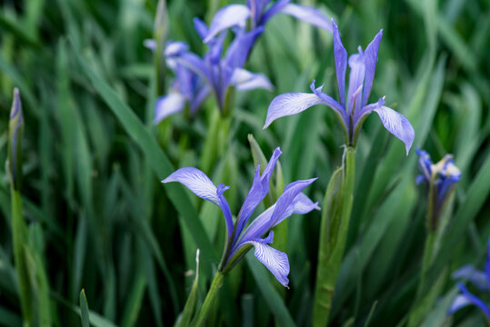 马兰花开