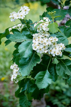 竖幅山楂花盛开