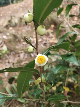 茶花特写