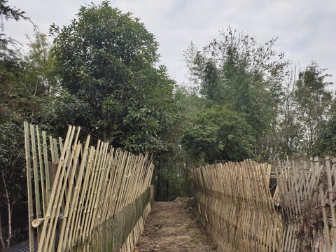竹篱笆与绿植