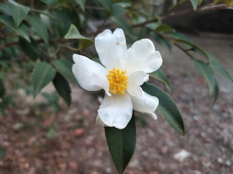 山茶花特写