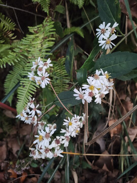 野生紫菀花