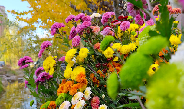 菊花花镜