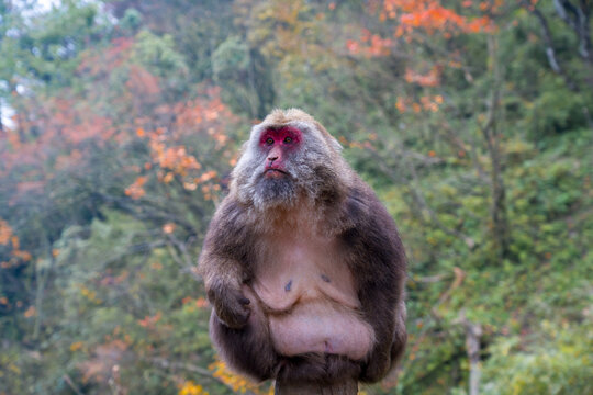 生态自然保护区野生动物猴子