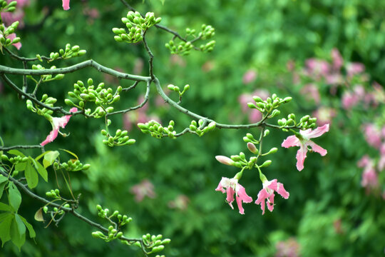 异木棉花