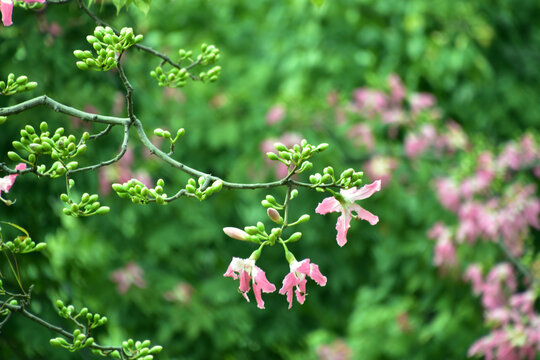 异木棉花