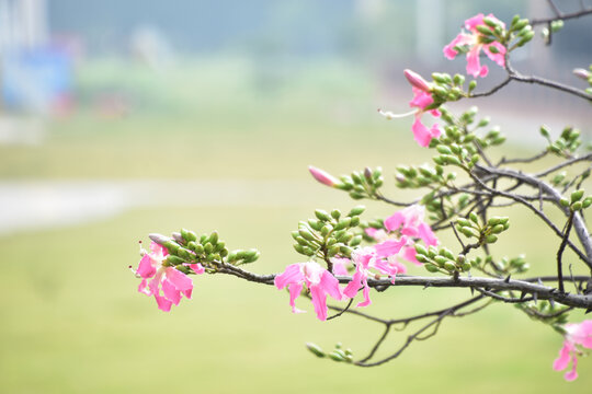 异木棉花