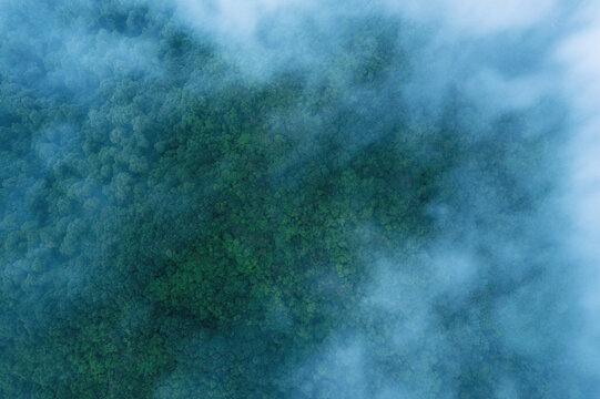 雨天森林植被