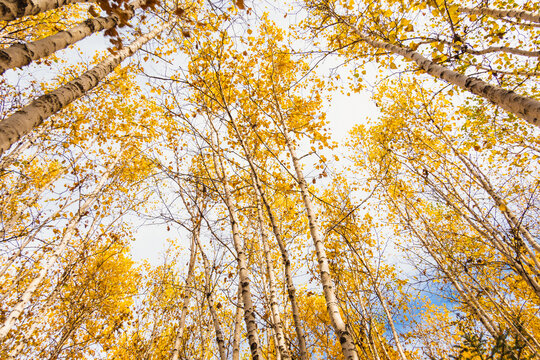 秋季金色白桦树林仰拍