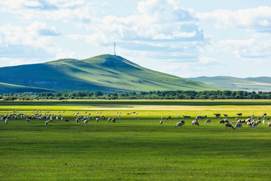 草原牧场夏天羊群放牧