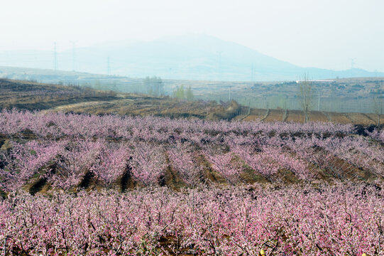 山坡上的桃花林