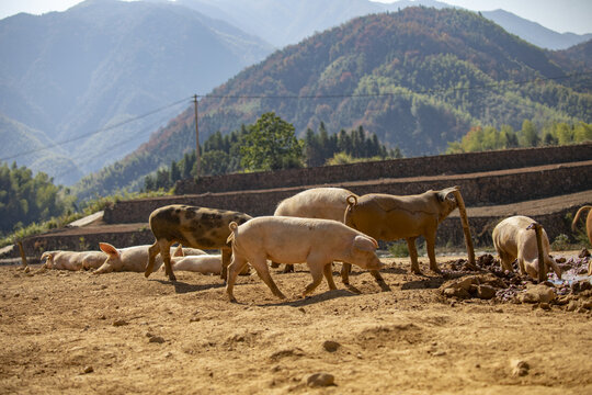 高山养殖农家土猪