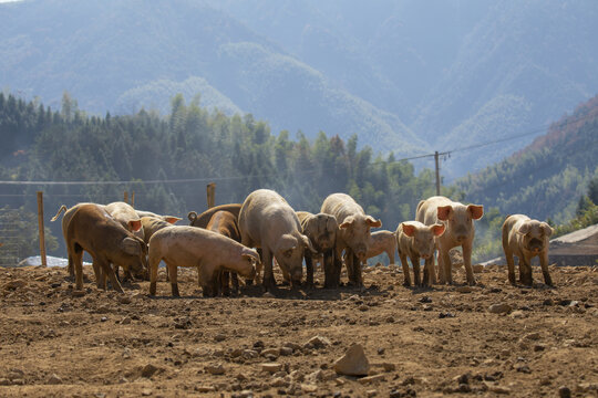 高山土猪生态养殖