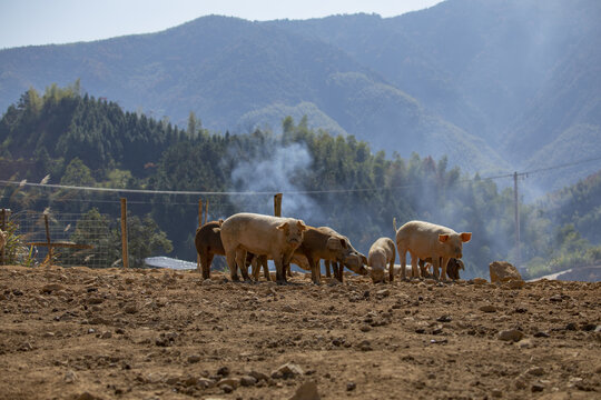 高山土猪生态养殖