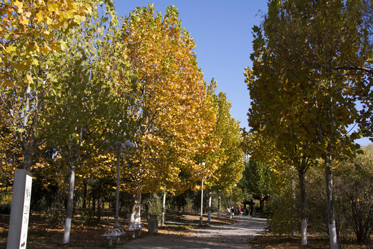 秋天树林色彩斑斓