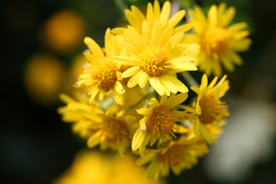 黄色的菊花