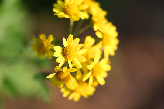 野菊花