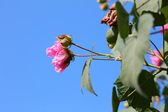 芙蓉花