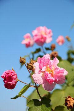 木芙蓉花