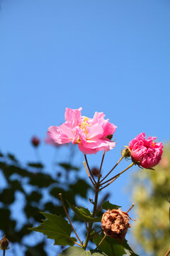 木芙蓉