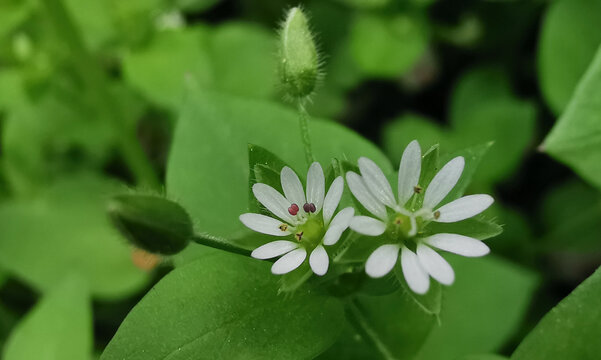 繁缕