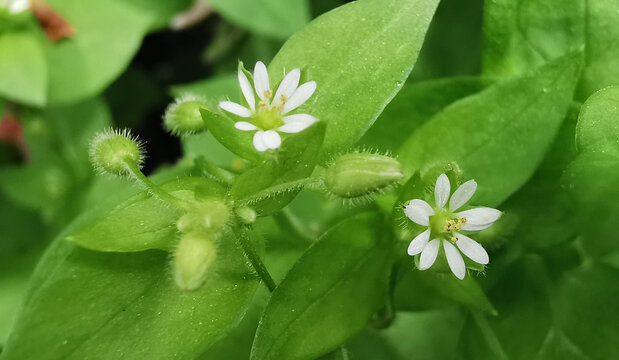 繁缕