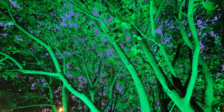 夜晚灯光中的树