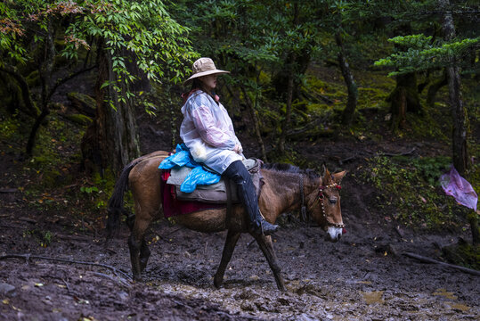 云南雨崩骑骡子下山