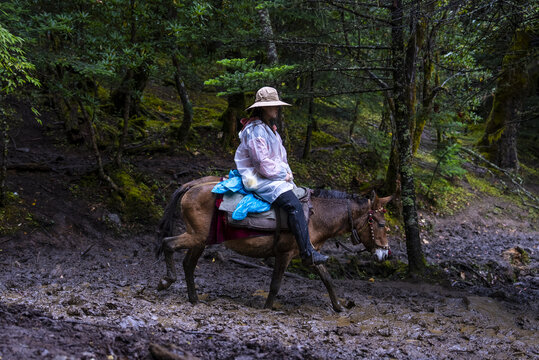 云南雨崩骑骡子下山