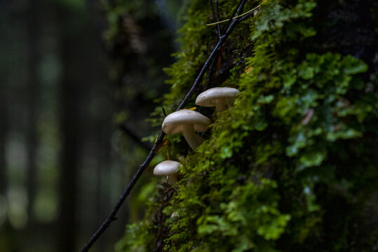 雨崩蘑菇
