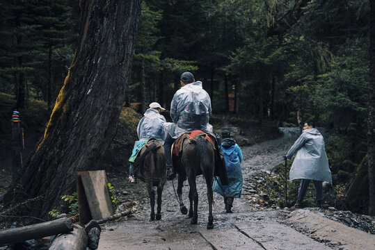 骑骡子下山