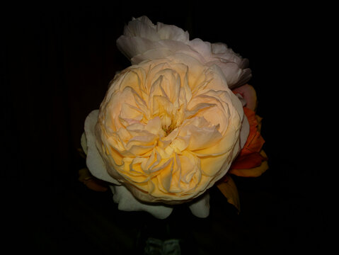 月季花