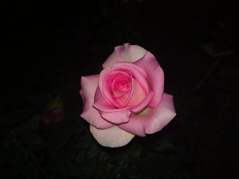 月季花