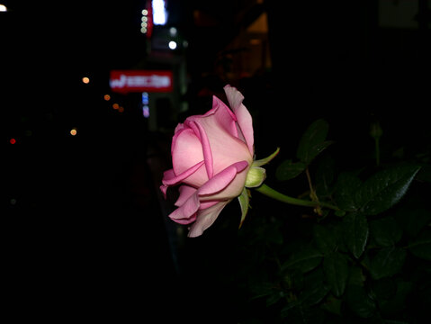 月季花
