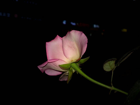 月季花