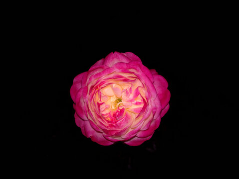 月季花