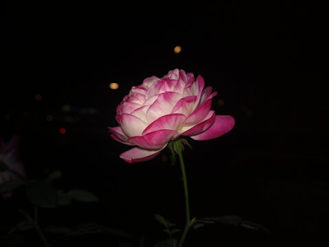 月季花